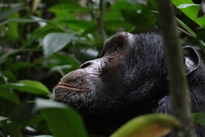 5 days gorillas and chimpanzee tracking - What the price includes, and what it does not