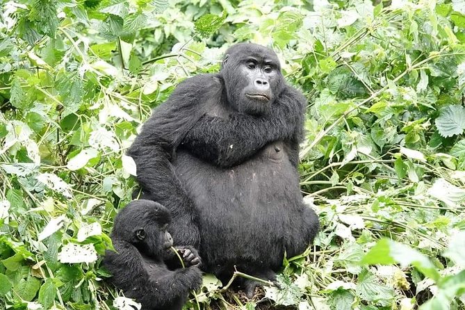 5 days gorillas and chimpanzee tracking - Who will get the most from this safari