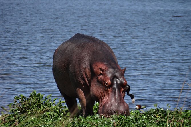 5 days gorillas and chimpanzee tracking - Four hours with chimpanzees in Kibale
