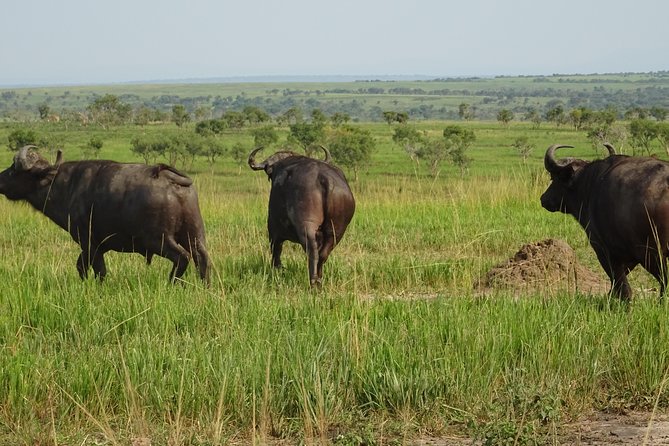 5 Days gorillas and Lion Tour in Uganda - Day 1: Kampala to Queen Elizabeth with an equator stop