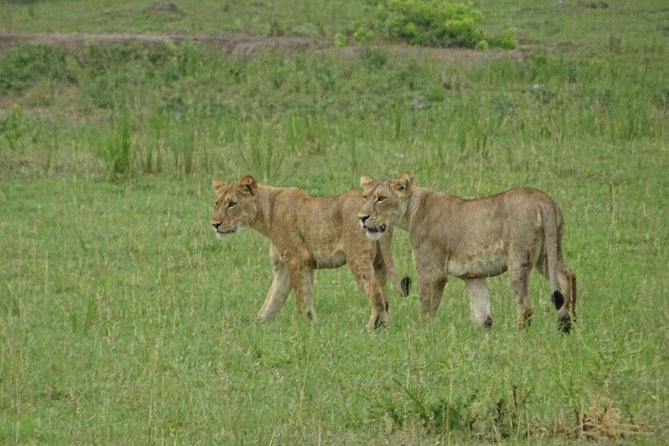 5 Days gorillas and Lion Tour in Uganda - Day 2: Tree-climbing lions and a boat ride on the Kazinga Channel