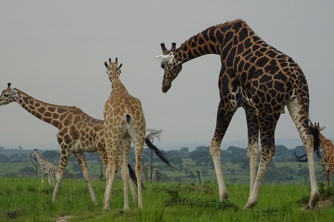 5 Days gorillas and Lion Tour in Uganda - What the $2,256.42 price means