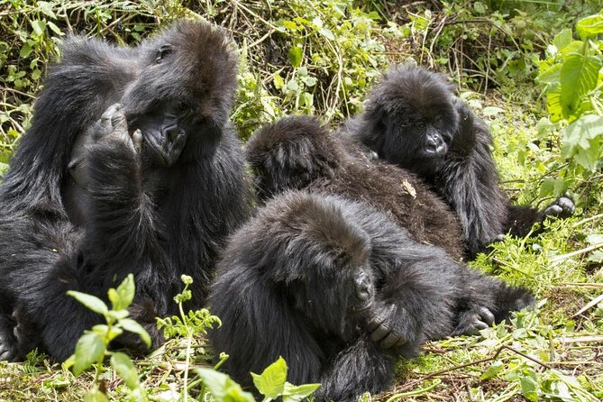 5 Days Uganda Gorilla, Chimpanzee and Wildlife Safari - Key points at a glance