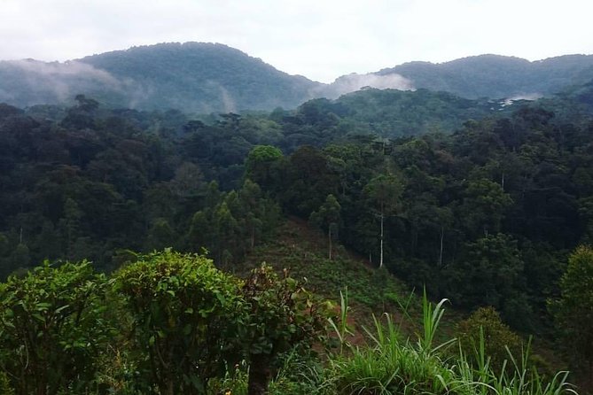 6 Day Gorilla tracking and Wildlife Safari - Day two, the long road to Bwindi