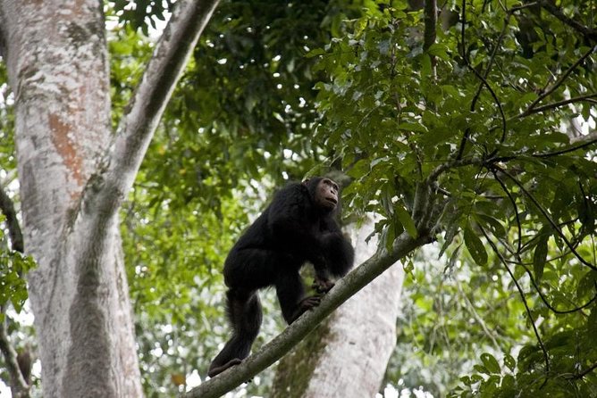 6 Day Gorilla tracking and Wildlife Safari - Day five, chimpanzees and the Kazinga Channel