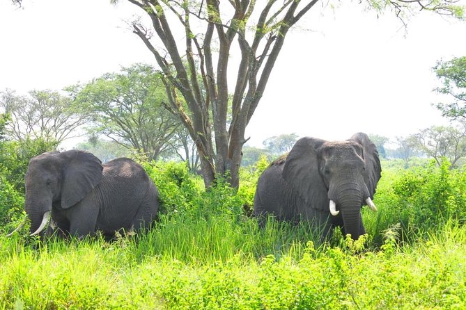 6 Day Gorilla tracking and Wildlife Safari - What the private format adds