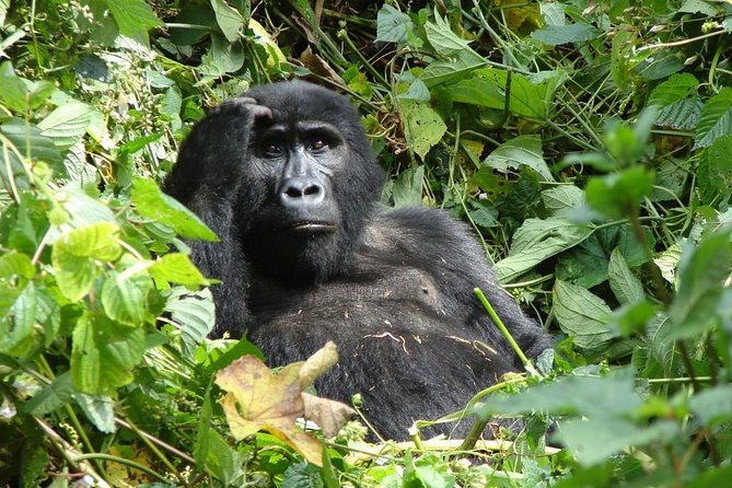 6 Day Gorilla tracking and Wildlife Safari - Day one, arriving at Entebbe or Kampala