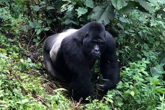 6 Day Gorillas, Golden Monkeys and Chimp Trek at Kibale - Day 3: Kasenyi plains wildlife, then the road to Bwindi