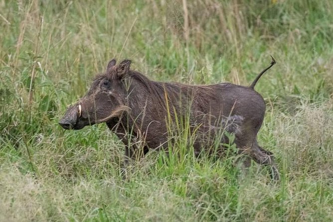 6 Day Gorillas, Golden Monkeys and Chimp Trek at Kibale - Day 6: Sunrise canoeing, then the Gatuna border to Kigali