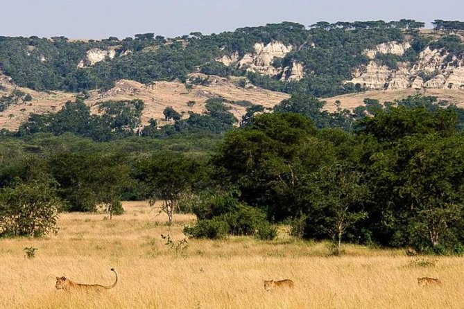 6-Day Murchison Falls, Chimp Trekking and Big Game Combo - Day 2: Murchison game drive and Nile boat trip