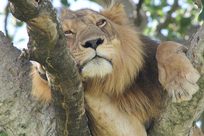 6-Day Queen Elizabeth and Mburo Luxury Safari - Day 3: Queen Elizabeth’s wildlife day