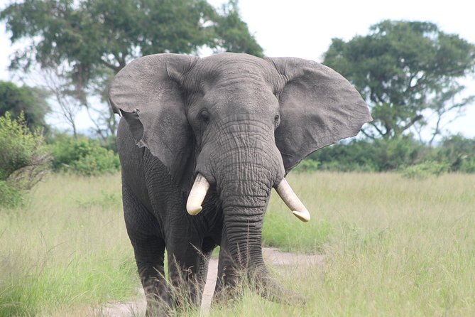 6-Day Queen Elizabeth and Mburo Luxury Safari - Day 5: Lake Mburo on foot, then back to Entebbe