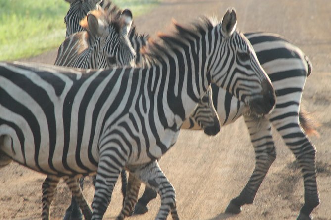 6-Day Queen Elizabeth and Mburo Luxury Safari - Day 6: A quiet Entebbe finish