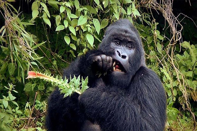 6 Days Chimps, Gorillas & Murchison Falls Africa's Big Five Experience Safari - Why the gorilla hour is worth the long road journey