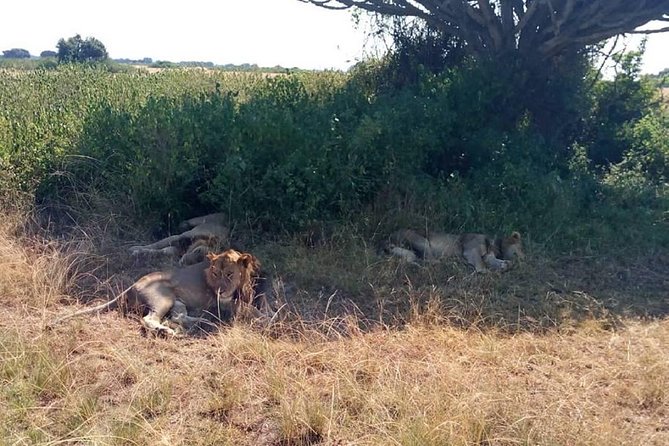 6 Days Chimps, Gorillas & Murchison Falls Africa's Big Five Experience Safari - Rhino Fund Uganda adds a worthwhile conservation stop