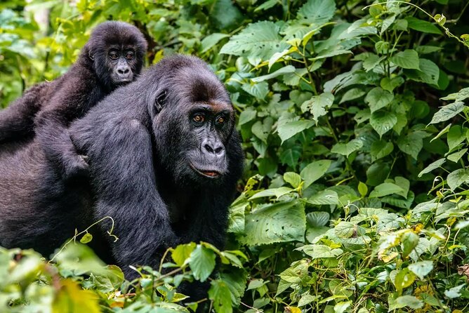 6 Days Uganda Gorilla, Chimps Trekking and Wildlife Safari - Guides, vehicles, and the private-tour advantage