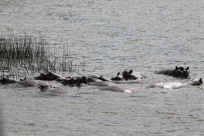 7-Day Murchison Falls, Chimps & Gorilla Trekking - Why this Uganda route works