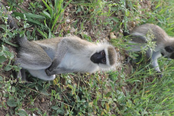 7-Day Murchison Falls, Chimps & Gorilla Trekking - Day 4: A quiet night near Queen Elizabeth National Park