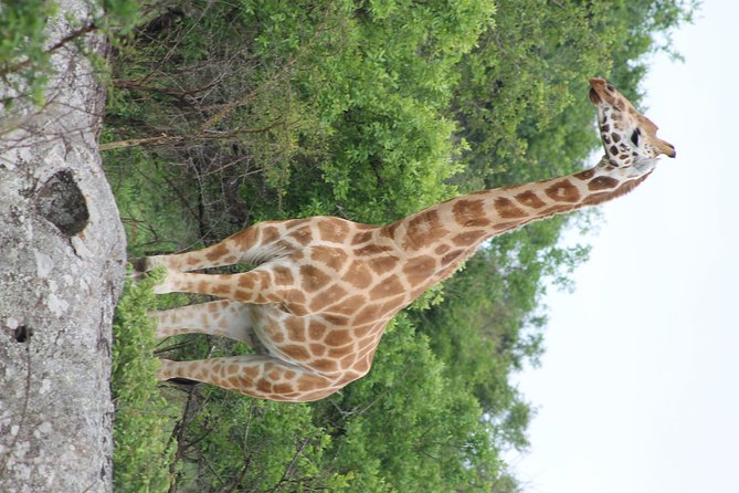 7-Day Murchison Falls, Chimps & Gorilla Trekking - Day 6: Gorilla trekking and Lake Bunyonyi