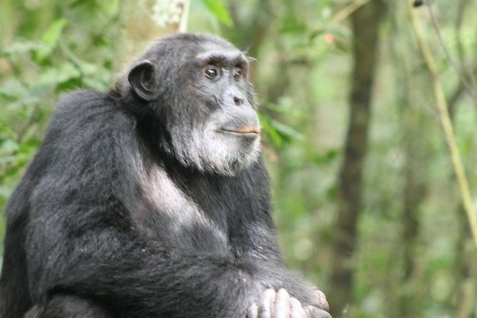 7-Day Murchison Falls, Chimps & Gorilla Trekking - Day 1: From Entebbe to the Nile country