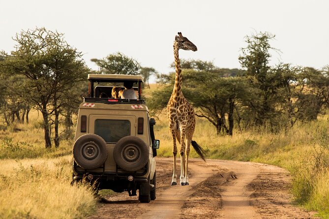 7-Day Private Uganda Gorilla Tracking Safari Tour From Entebbe - Why the gorilla trek is worth the effort