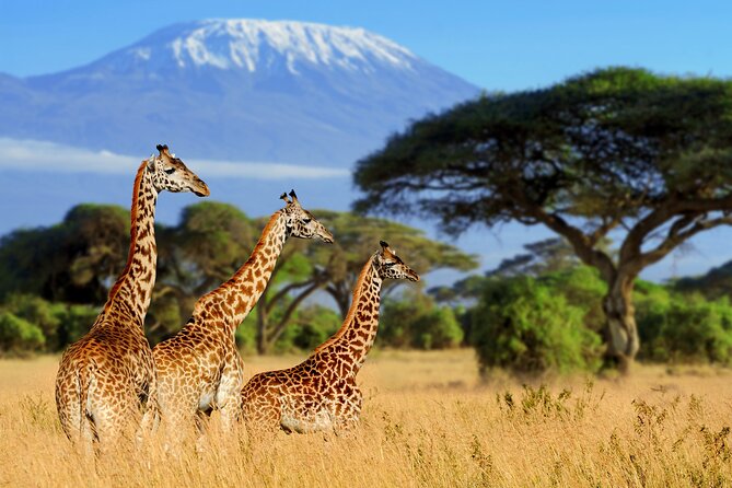 7-Day Private Uganda Gorilla Tracking Safari Tour From Entebbe - Day 3: Queen Elizabeth game drive and Kazinga Channel