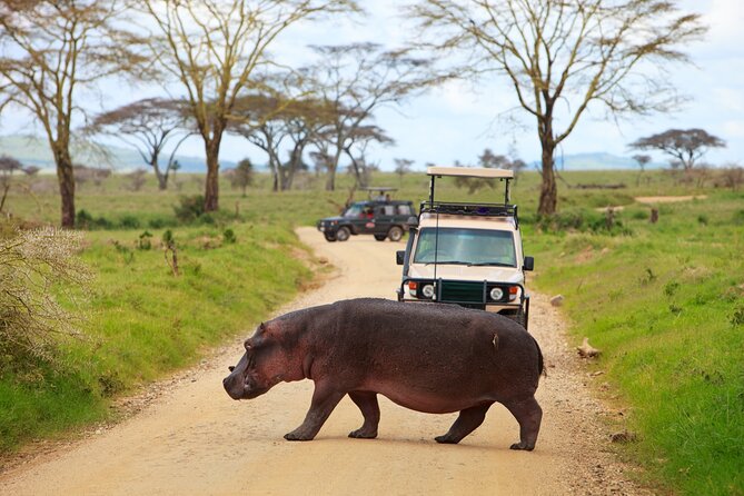 7-Day Private Uganda Gorilla Tracking Safari Tour From Entebbe - Day 5: Bwindi gorillas and the islands of Lake Bunyonyi
