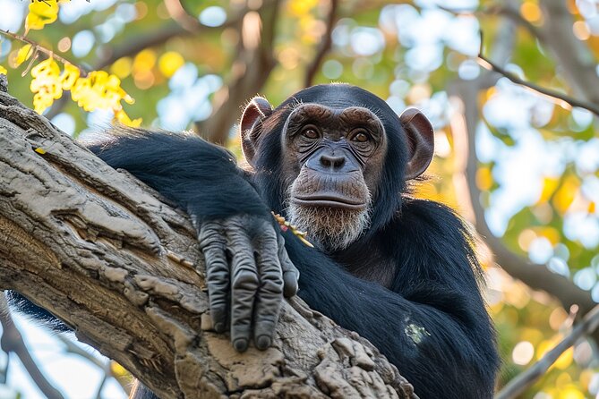 7-Day Private Uganda Gorilla Tracking Safari Tour From Entebbe - Day 6: Lake Mburo wildlife and a second boat cruise