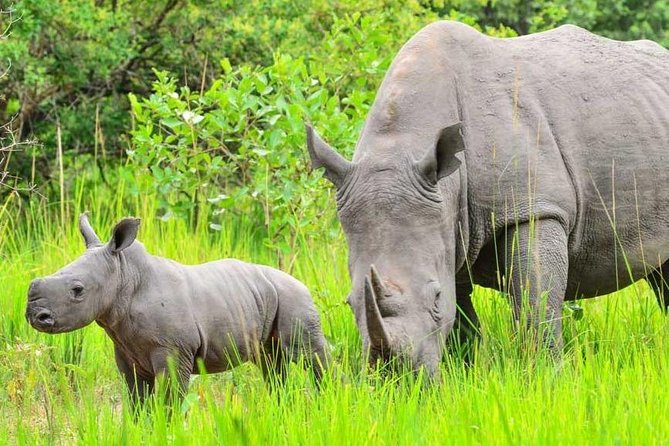 7-Day Uganda Adventure Safari - Midrange Lodges - Day 6: Northern game drives and the search for tree-climbing lions