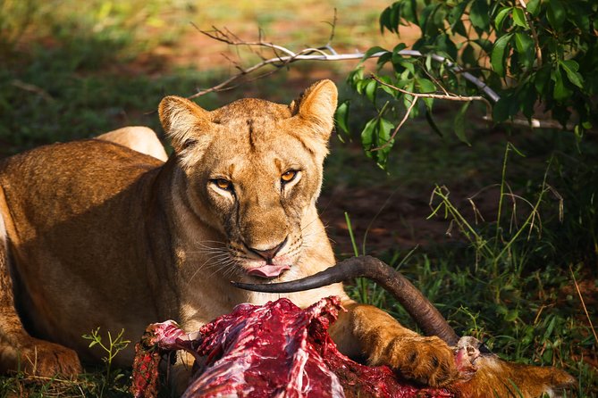 7-Day Uganda Adventure Safari - Midrange Lodges - Day 7: The return to Entebbe and the equator stop