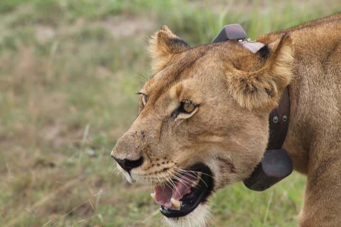 7-Day Wildlife Adventure Safari - Key things to know before booking