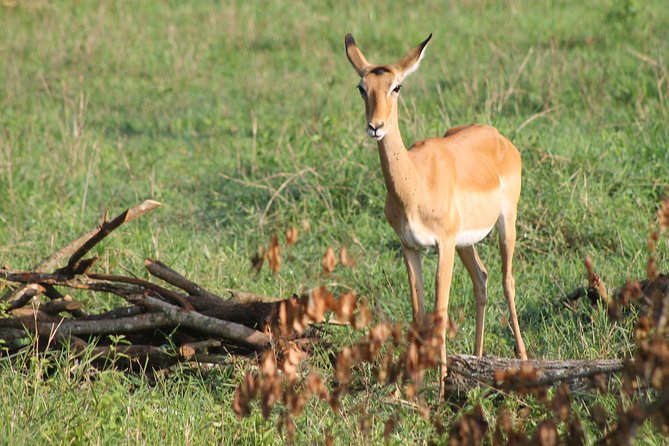 7-Day Wildlife Adventure Safari - A long route with a clear purpose