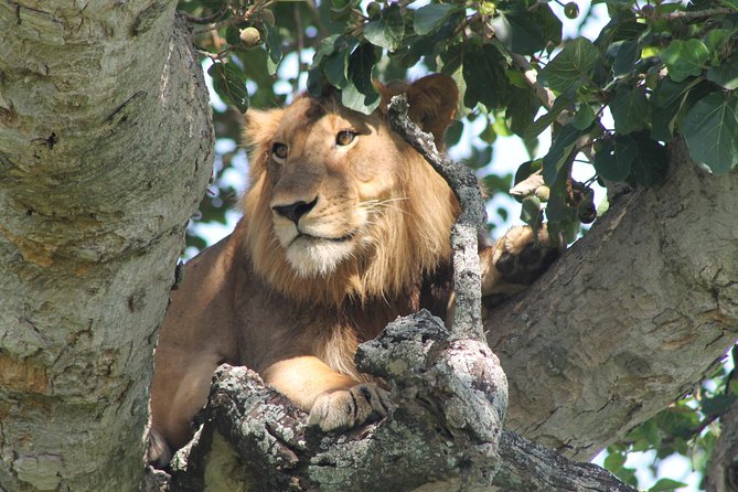 7-Day Wildlife Adventure Safari - Day 2: Sunrise in Pian Upe and a Karamajong visit