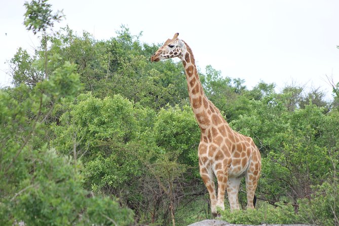 7-Day Wildlife Adventure Safari - Day 4: Narus Valley, Kanangorok Hot Springs, and open-country wildlife