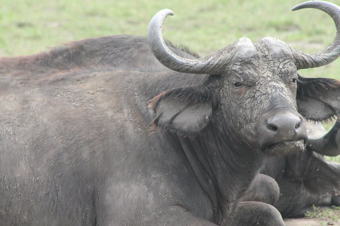 7-Day Wildlife Adventure Safari - Day 1: Sipi Falls and Pian Upe