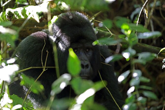 7 Days Flying Gorillas and Wildlife Safari Uganda Private Tour - Day 4: Lions, leopards, elephants, and two game drives