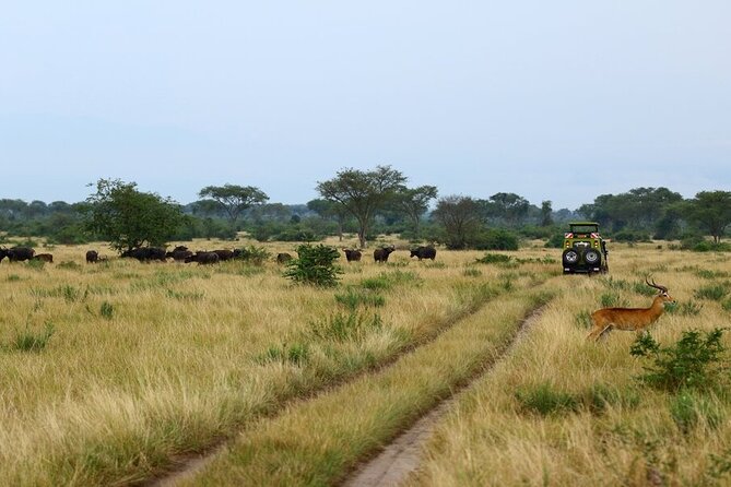 7 Days Flying Gorillas and Wildlife Safari Uganda Private Tour - Day 1: Primates and wetlands near Kibale