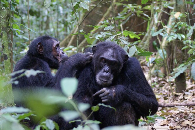 7 Days Fort Portal Culture Tour Western Uganda - Kibale National Park and chimpanzee tracking