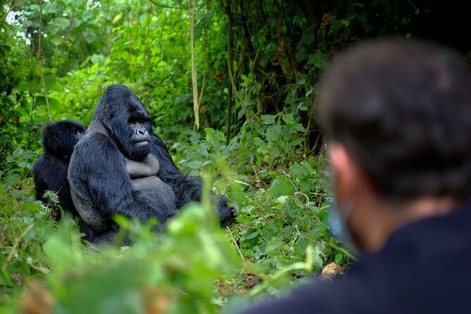 8-Day Classic Uganda Primates & Wildlife Tour - Day 4: The gorilla trek is the trip’s centerpiece