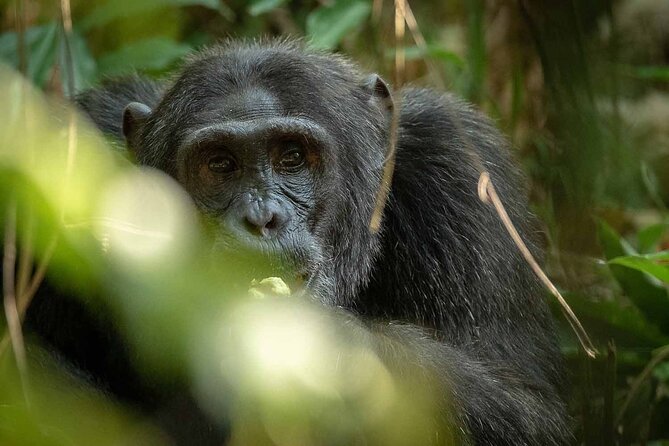 8-Day Classic Uganda Primates & Wildlife Tour - Day 6: Queen Elizabeth and the Kazinga Channel