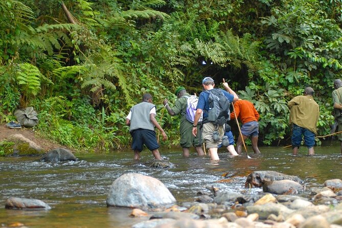 8-Day Classic Uganda Primates & Wildlife Tour - Day 7: Chimpanzees and the community-run Bigodi wetlands