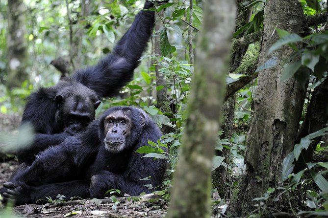 8-Day Classic Uganda Primates & Wildlife Tour - Day 2: Lake Mburo brings the first safari animals