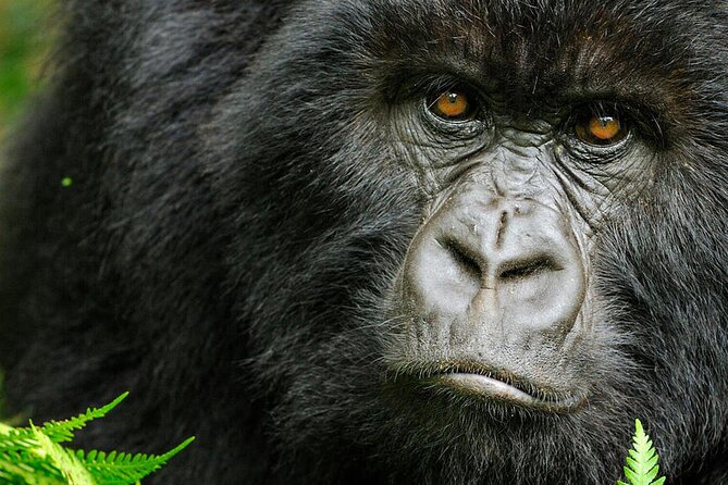 8-Day Murchison Falls, Chimp and Epic Gorilla Trekking - Why this Uganda route works
