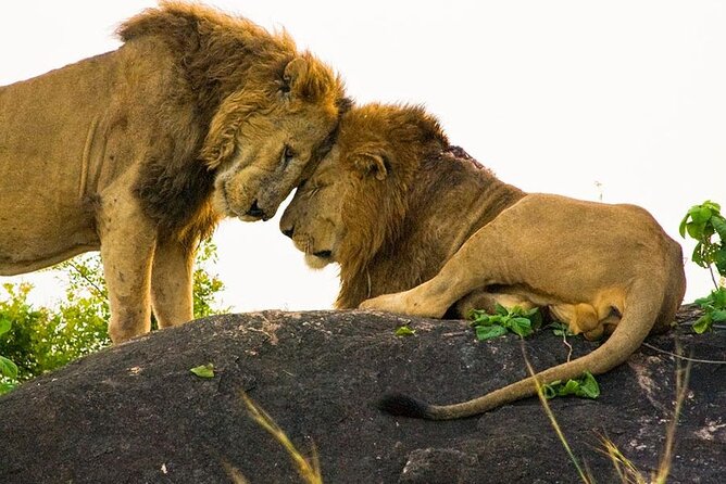 8-Day Murchison Falls, Chimp and Epic Gorilla Trekking - Day 4: chimpanzees in Kibale Forest