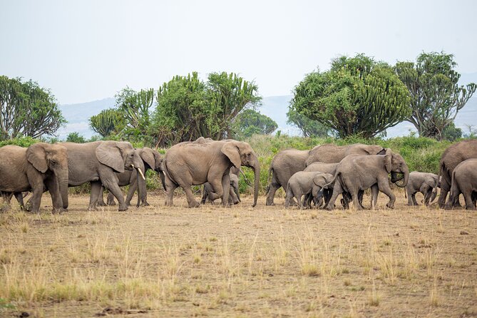8-Day Private Uganda Big 5 Luxury Safari with Gorillas and Chimps - Why this Uganda route works so well
