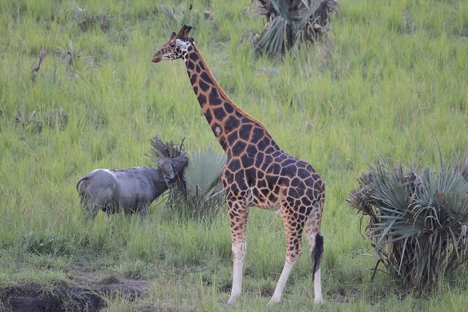8-Day Private Uganda Big 5 Luxury Safari with Gorillas and Chimps - Queen Elizabeth’s game drive and Kazinga Channel