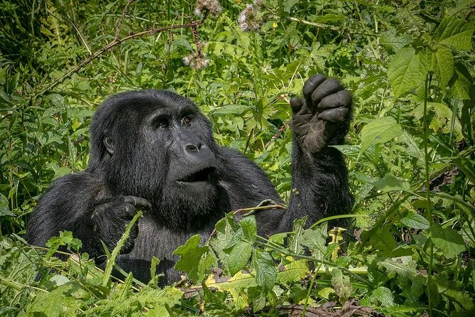 8-Day Private Uganda Big 5 Luxury Safari with Gorillas and Chimps - Ishasha and the route to Bwindi