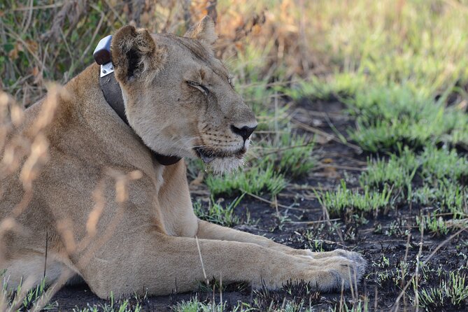 8-Day Private Uganda Big 5 Luxury Safari with Gorillas and Chimps - The Bwindi gorilla trek on day seven