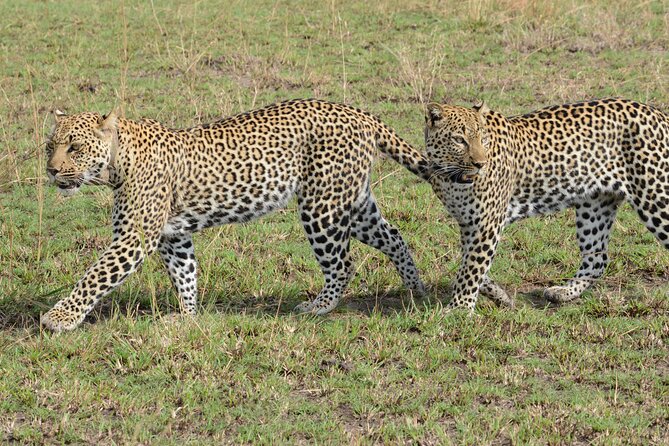 8-Day Private Uganda Big 5 Luxury Safari with Gorillas and Chimps - The long transfer to Kibale on day three