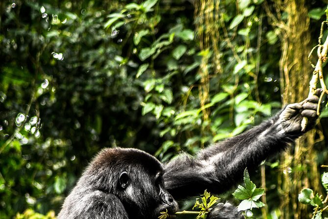 8 Days Gorillas, Primates & Wildlife Safari Uganda Safari - Why this Uganda route works